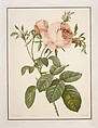 Copy of plate III of one of P. J. Redouté's Books on Roses, Fernand Mourlot  French, Color lithograph