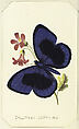 Callithea Sapphira, from "The Butterflies and Moths of America", Part 1, Louis Prang &amp; Co. (Boston, Massachusetts), Color lithograph