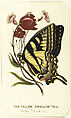 The Yellow Swallowtail, from 