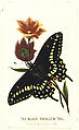 The Black Swallowtail from The Butterflies and Moths of America Part 3, Louis Prang &amp; Co. (Boston, Massachusetts), Color lithograph