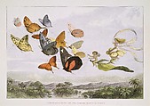 The Fairy Queen Takes an Airy Drive in a Light Carriage, a Twelve-in-hand, drawn by Thoroughbred Butterflies, Richard Doyle  British, Color wood engraving and color lithograph