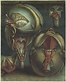 Myologie Complette en Couleur et Grandeur Naturelle, Joseph Guichard Duverney French, Illustrations: color mezzotints