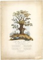 The Royal Allied Oak and Self-Created Mushroom Kings, (?) William Heath (&#39;Paul Pry&#39;) (British, Northumbria 1794/95–1840 Hampstead), Hand-colored etching