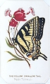 The Yellow Swallowtail from The Butterflies and Moths of America Part 2, Louis Prang & Co. (Boston, Massachusetts), Color lithograph