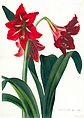 Hybrid Amaryllis Regina Vittata, from Transactions of the Horticultural Society of London, vol. 5, pl. 15, William Say  British, Etching, aquatint and stipple on steel; color-printing with hand-coloring