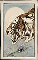 Tiger, Edward Julius Detmold  British, Etching with drypoint, printed in color