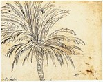 Study of a Palm Tree (recto); Mountain Landscape (verso), Nicolas Poussin (French, Les Andelys 1594–1665 Rome), Pen and brown ink, over traces of black chalk (recto); pen and brown ink (verso)