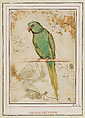 A Green Parrot and Small Sketches of Parrots and Mantids (recto); Studies of Parrots and Other Birds (verso), Giovanni da Udine (Giovanni dei Ricamatori) Italian, Brush and color gouache over red-chalk underdrawing (parrots), oen and dark brown ink over black-chalk underdrawing (small sketches) (recto and verso)