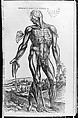 De humani corporis fabrica (Of the Structure of the Human Body), Andreas Vesalius (Flemish, Brussels 1514–1564 Zakynthos, Greece), Woodcut