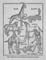 Peregrinatio in terram sanctam., Bernhard von Breydenbach (German, Mainz 1440?–?1497 Mainz), Woodcuts