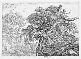 The Great Beech, Jacob van Ruisdael  Dutch, Etching; second state of three