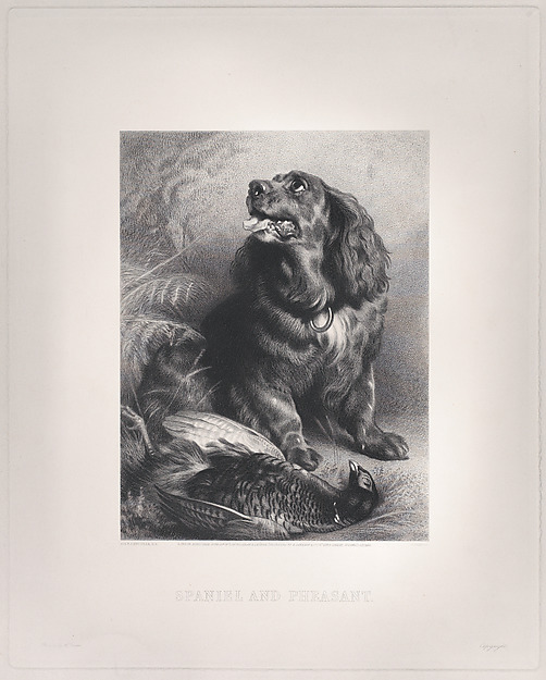 Spaniel and Pheasant