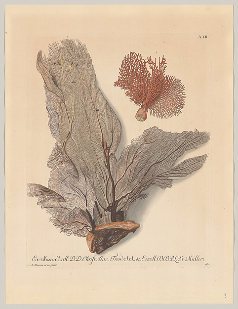 Plate A. XII, from "Deliciae Naturae Selectae"