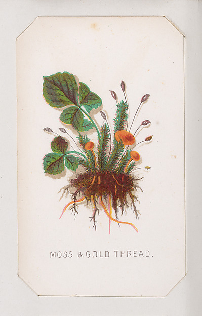 Moss & Gold Thread card from the Plant with Root series