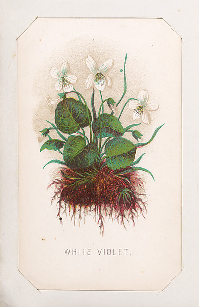 White Violet card from the Plant with Root series
