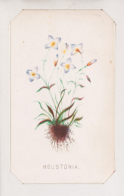 Houstonia card from the Plant with Root series