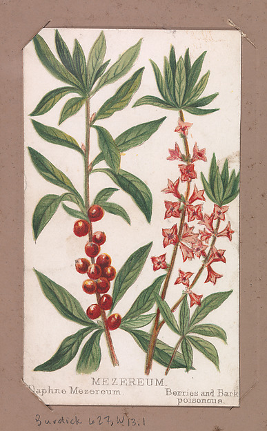 Mezereum from the Plants series