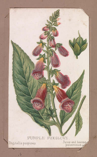 Purple Foxglove from the Plants series