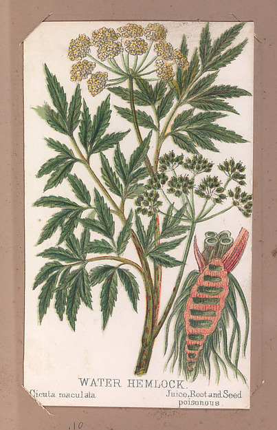 Water Hemlock from the Plants series