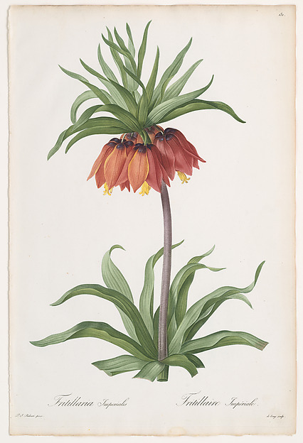 Crown Imperial (Fritillaria imperialis), from Les Liliacées