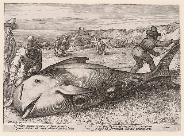 A Pilot Whale