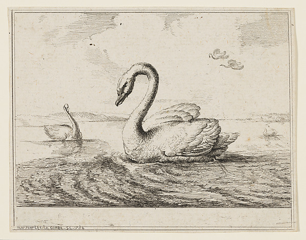 Swans on Open Water