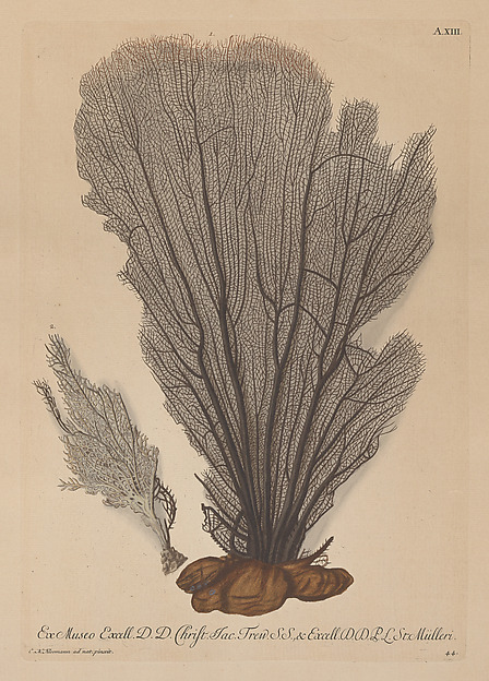Plate A. XIII, from "Deliciae Naturae Selectae" by Georg Wolfgang Knorr, The Metropolitan Museum of Art