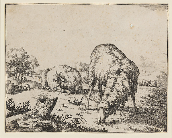 Grazing Sheep, Seen from the Front