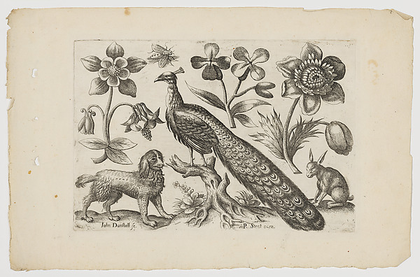 Peacock with Dog, Rabbit and Flowers