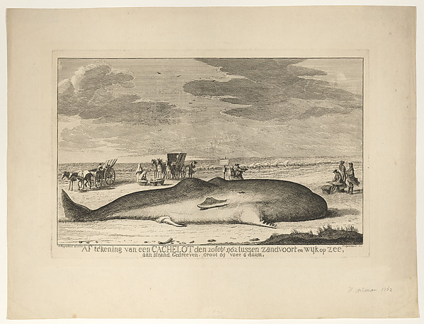 A Stranded Whale on the Beach Between Zandvoort and Wijk aan Zee on 20 February, 1762 by Hendrik Spilman, The Metropolitan Museum of Art