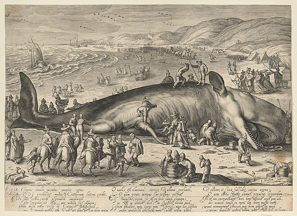 Beached Whale