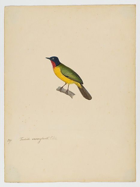 Turdoide ensanglanté, male [current name: Flame-throated Bulbul. Rubigula gularis] by Jean-Gabriel Prêtre, The Metropolitan Museum of Art