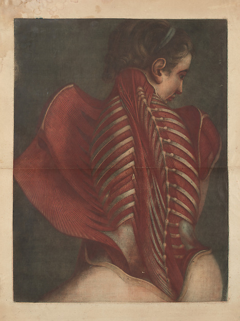 Myologie Complette en Couleur et Grandeur Naturelle by Joseph Guichard Duverney, The Metropolitan Museum of Art