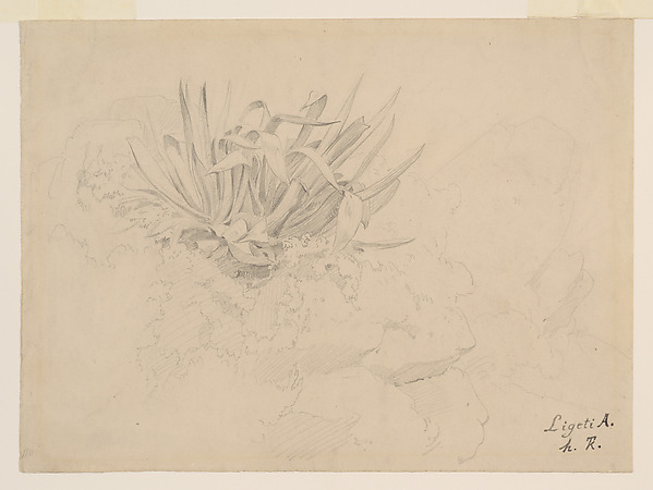 Untitled (Plant Study) by Antal Ligeti, The Metropolitan Museum of Art