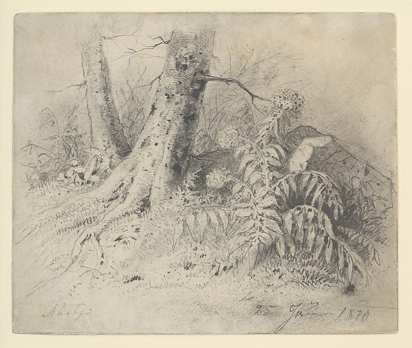 Untitled (Plant Study) by Géza Mészöly, The Metropolitan Museum of Art