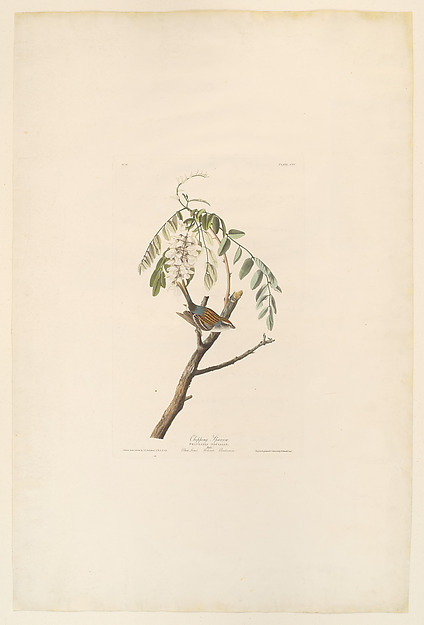 Chipping Sparrow. Fringilla socialis [current name: Chipping Sparrow. Spizella passerina], from "The Birds of America," plate CIV by John James Audubon, The Metropolitan Museum of Art