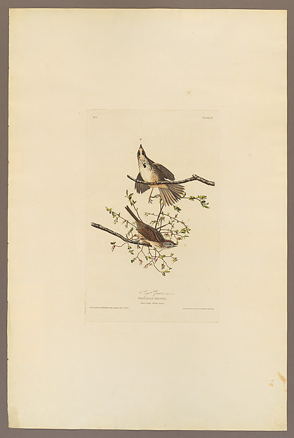 Song Sparrow. Fringilla melodia [current name: Song Sparrow. Melospiza melodia], from "The Birds of America," plate 25 [later XXV] by John James Audubon, The Metropolitan Museum of Art