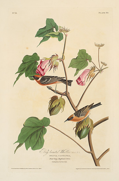 Bay-breasted Warbler. Setophaga castanea [current name: Bay-breasted Warbler. Dendroica castanea], from "The Birds of America," plate 69 [later LXIX] by John James Audubon, The Metropolitan Museum of Art