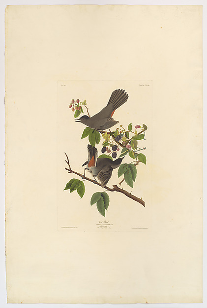 Cat Bird. Turdus felivox [current name: Gray Catbird. Dumetella carolinensis], from "The Birds of America," plate  CXXVIII by John James Audubon, The Metropolitan Museum of Art