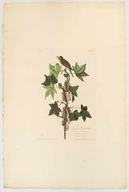 Traill's Flycatcher. Muscicapa trailii [current name: Willow Flycatcher. Empidonax traillii], from "The Birds of America," plate 45 [later XLV] by John James Audubon, The Metropolitan Museum of Art