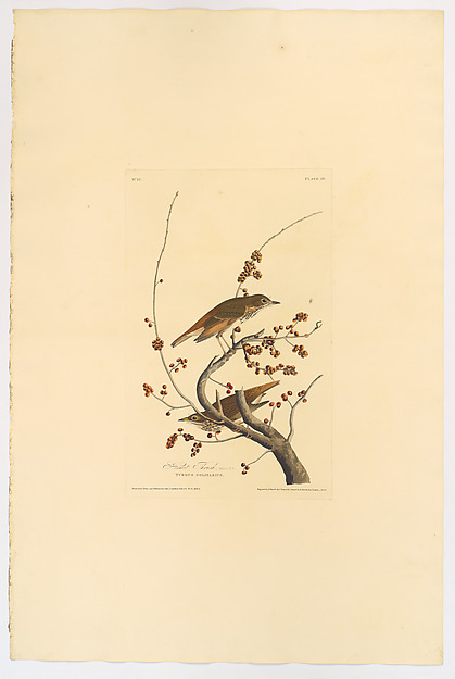 Hermit Thrush. Catharus guttatus [current name: Hermit Thrush. Turdus solitarius], from "The Birds of America," plate 58 [later LVIII] by John James Audubon, The Metropolitan Museum of Art