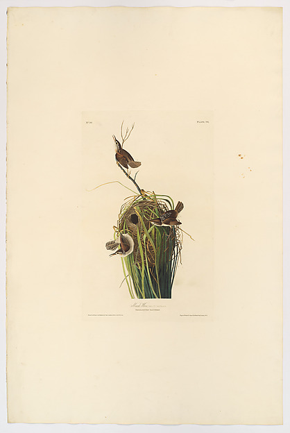 Marsh Wren. Troglodytes palustris [current name: Marsh Wren. Cistothorus palustris], from "The Birds of America," plate 98 [misnumbered, should be 100] [later C] by John James Audubon, The Metropolitan Museum of Art