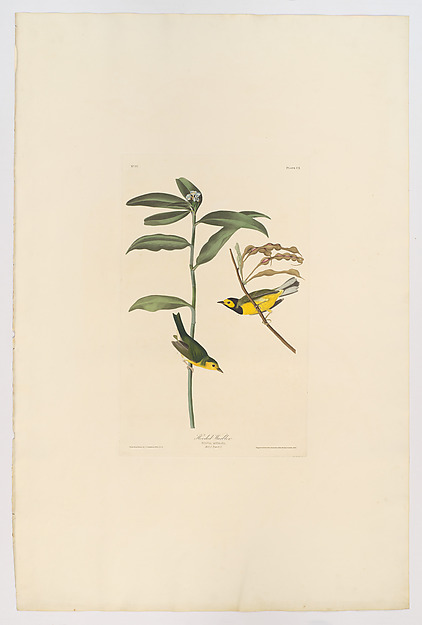 Hooded Warbler. Sylvia mitrata [current name: Hooded Warbler. Wilsonia citrina], from "The Birds of America," plate CX by John James Audubon, The Metropolitan Museum of Art