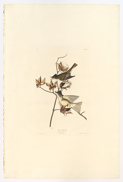 Pewee or Pewit Flycatcher. Muscicapa fusca [current name: Eastern Phoebe. Sayornis phoebe], from "The Birds of America," plate CXX by John James Audubon, The Metropolitan Museum of Art