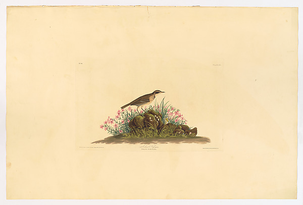 Prairie Titlark. Anthus hypogaeus [current name: American Pipit. Anthus rubescens], from "The Birds of America," plate 80 [later LXXX] by John James Audubon, The Metropolitan Museum of Art