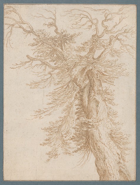 Study of a Tree