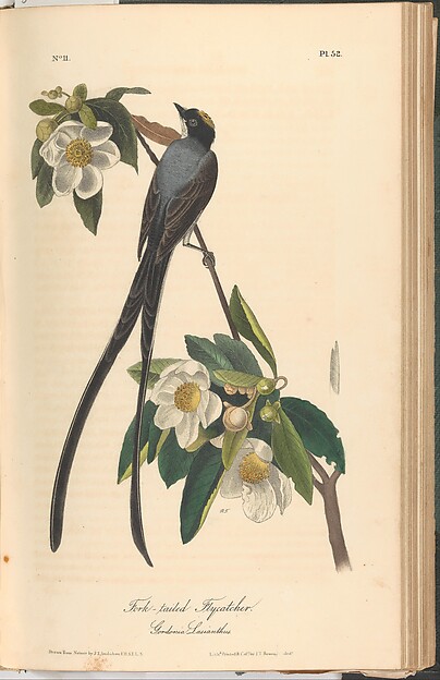 The Birds of America from Drawings Made in the United States by John James Audubon, The Metropolitan Museum of Art