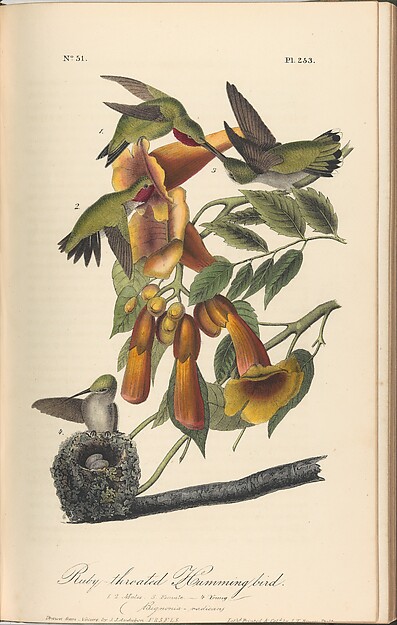 The Birds of America from Drawings Made in the United States by John James Audubon, The Metropolitan Museum of Art