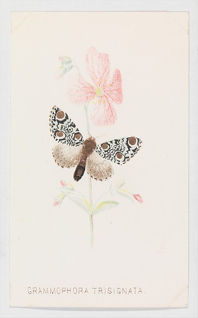 Grammophora Trisignata from The Butterflies and Moths of America Part 4