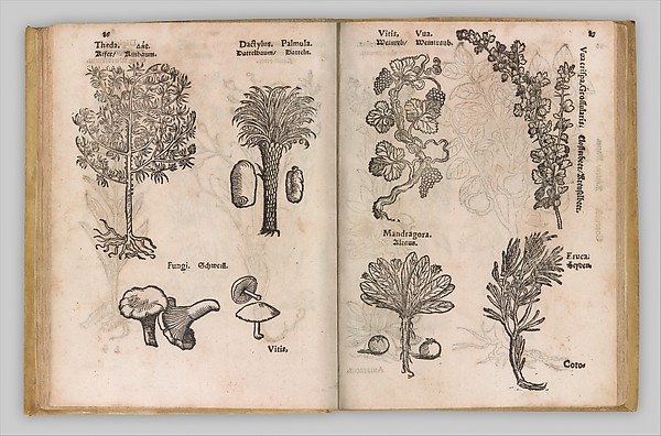 Herb Garden Collection 2